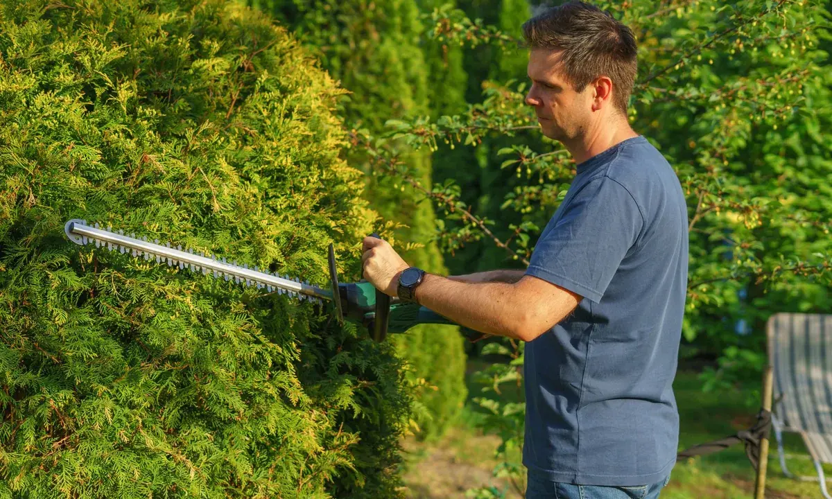 Il TAR ha respinto il ricorso sulla manutenzione del verde