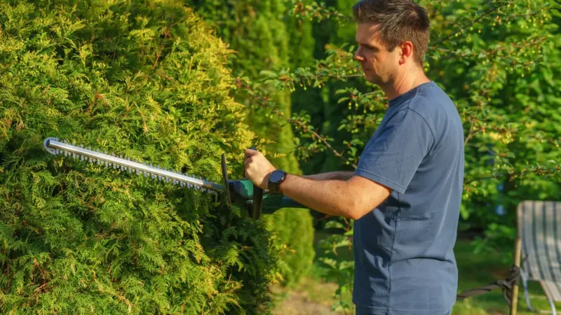 Il TAR ha respinto il ricorso sulla manutenzione del verde